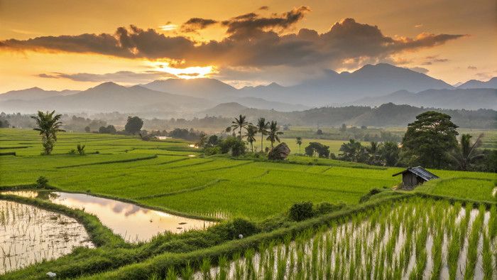 Hamparan persawahan hijau dengan latar pegunungan saat matahari terbenam
